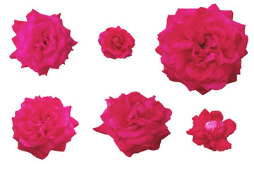 Blurred for Background.Red rose isolated on the white background. Photo with clipping path.