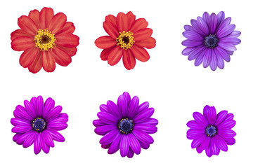 Oragne and Purple Osteospermum as white background picture.Flower on clipping path.