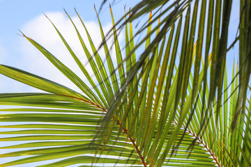 coconut palm leaf