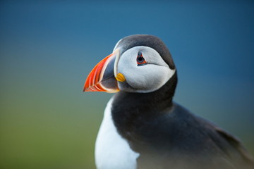 Fratercula arctica. Norway's wildlife. Beautiful picture. From the life of birds. Free nature....
