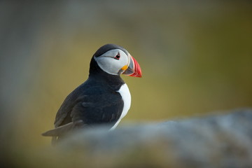 Fratercula arctica. Norway's wildlife. Beautiful picture. From the life of birds. Free nature. Runde island in Norway.Sandinavian wildlife. North of Europe. Picture.