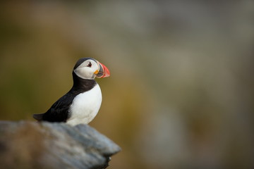 Fratercula arctica. Norway's wildlife. Beautiful picture. From the life of birds. Free nature. Runde island in Norway.Sandinavian wildlife. North of Europe. Picture.