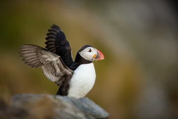 Fratercula arctica. Norway's wildlife. Beautiful picture. From the life of birds. Free nature. Runde island in Norway.Sandinavian wildlife. North of Europe. Picture.