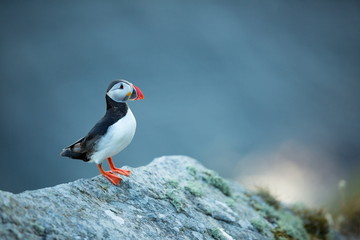 Fratercula arctica. Norway's wildlife. Beautiful picture. From the life of birds. Free nature. Runde island in Norway.Sandinavian wildlife. North of Europe. Picture.
