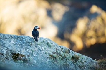 Fratercula arctica. Norway's wildlife. Beautiful picture. From the life of birds. Free nature. Runde island in Norway.Sandinavian wildlife. North of Europe. Picture.