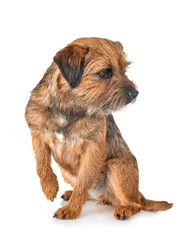 border terrier in studio