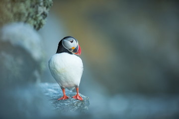 Fratercula arctica. Norway's wildlife. Beautiful picture. From the life of birds. Free nature. Runde island in Norway.Sandinavian wildlife. North of Europe. Picture.