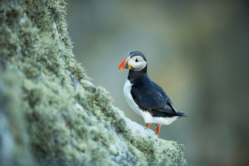 Fratercula arctica. Norway's wildlife. Beautiful picture. From the life of birds. Free nature. Runde island in Norway.Sandinavian wildlife. North of Europe. Picture.