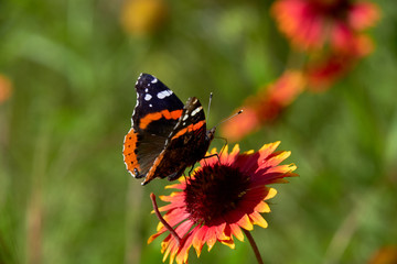 Red admiral butterfly (Vanessa atalanta) perched on a Fireweel Indina Blanket Gaillardia Flower