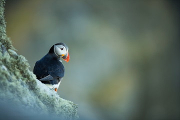 Fratercula arctica. Norway's wildlife. Beautiful picture. From the life of birds. Free nature. Runde island in Norway.Sandinavian wildlife. North of Europe. Picture.