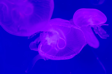 Obraz premium Close-up Jellyfish, Medusa in fish tank with neon light. Jellyfish is free-swimming marine coelenterate with a jellylike bell- or saucer-shaped body that is typically transparent.
