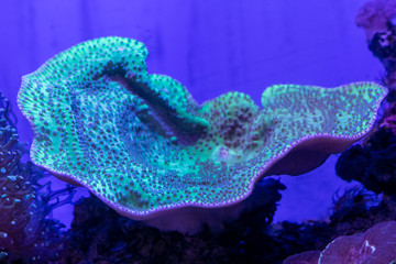 Beautiful sea flower in underwater world with corals  and fish. Nature background.