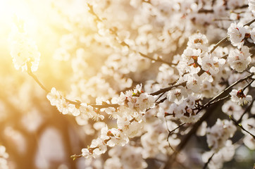 Apricot tree flower