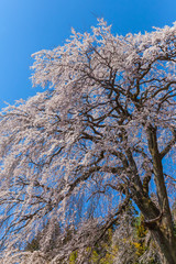 Shidare cherry blossom bloom in Fukushima Prefecture