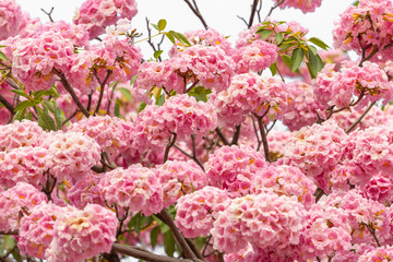 Pink flower and tree branch blur nature background