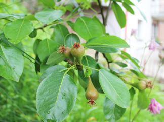 A very young pear fruit on the branches, macro photography
