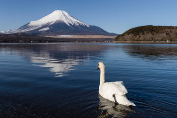Swan in Lake Yamanaka and Mt.fuji