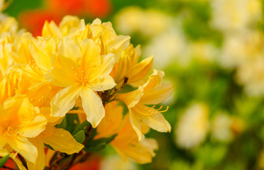 Fototapeta premium Rhododendron simsii Indian Azalea, Simss Azalea, the attractively wild rose.