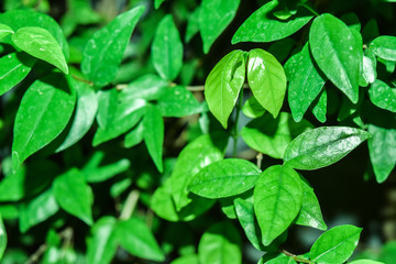Fototapeta na wymiar Green leaf close-up, background concept