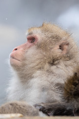 Jigokudani Monkey Park , monkeys bathing in a natural hot spring at Nagano , Japan