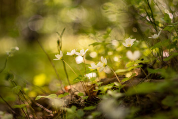 Photography background with small white flowers Oxalis oregana on the background of green leaves 
