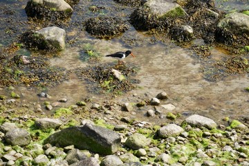 Sonnige, steinige Uferlandschaft der Ostsee mit Austernfischer
