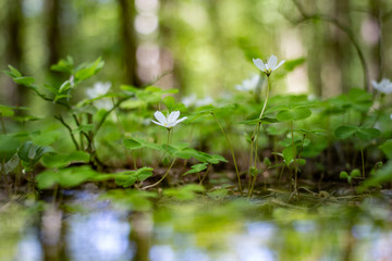 Photography background with small white flowers Oxalis oregana on the background of green leaves 