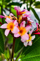 flowers in the garden