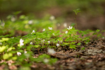 Photography background with small white flowers Oxalis oregana on the background of green leaves 