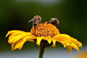 Zwei Bienen zwei Ansichten