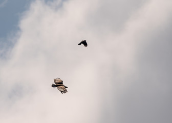 White tail eagle chasing a craw