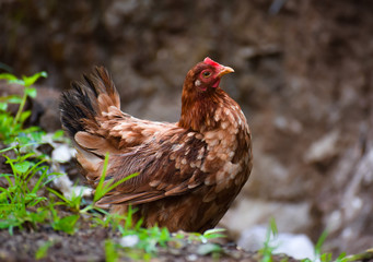 Hen