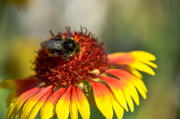 Bee on yellow and orange flower head of rudbeckia black-eyed susan
