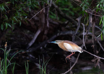 Golden heron sprint