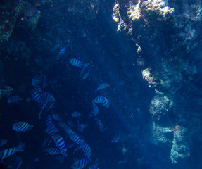 coral fish, coral reef, underwater