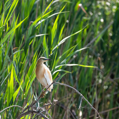 Golden heron on a branch right view
