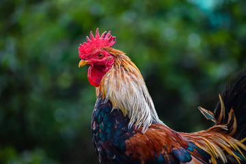 Rooster closeup