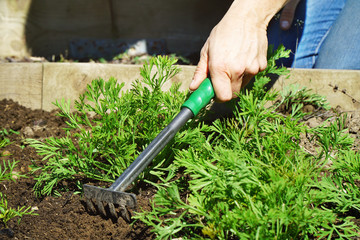 Woman in garden with rake in planting bed at gardening on a sunny summer day