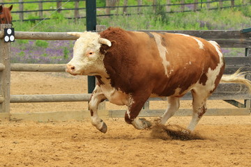 Kuh galoppiert in Arena