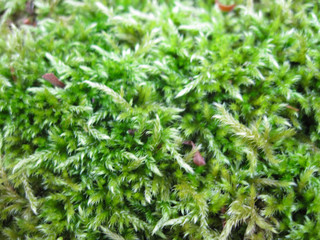 Scenic backdrop with green moss in autumn time