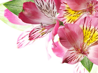 Fototapeta na wymiar Beautiful floral background of Alstroemeria. Isolated