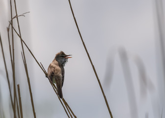 sparrow on branch