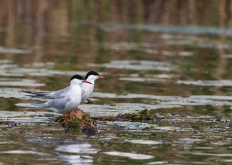pair of gulls on nest