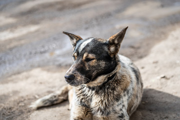 Naklejka premium Cute dog with a gaze lying on the ground.