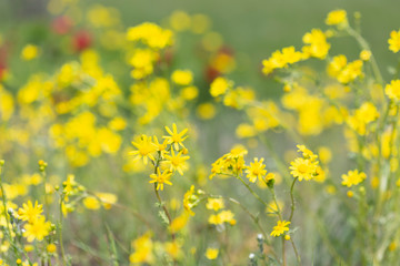 Bright yellow wildflowers Senecio vernalis, Asteraceae on spring mountain meadow.