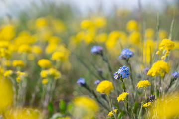 Bright spring blooming meadow with yellow flowers Alyssum trichostachyum and blue Myosotis lithospermifolia.