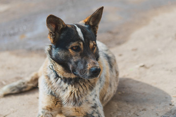 Cute dog with a gaze lying on the ground.