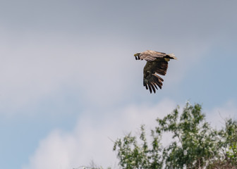 Falcon in flight