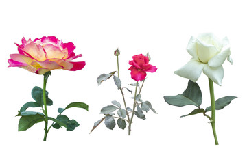 Obraz premium Blurred for Background.Beautiful Pink and white rose isolated on the white background. Photo with clipping path.