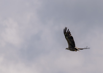 Falcon in flight